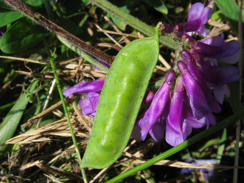 File:Vicia villosa schote.jpeg