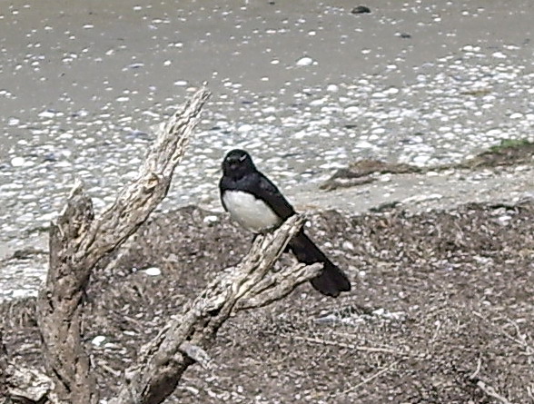 File:Willie Wagtail Weribee.jpg