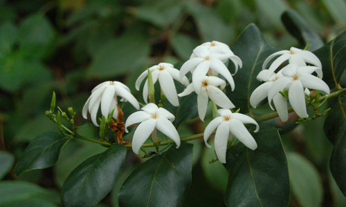 File:500 x 300 Ramosmania rodriguesii (Rubiaceae).jpg