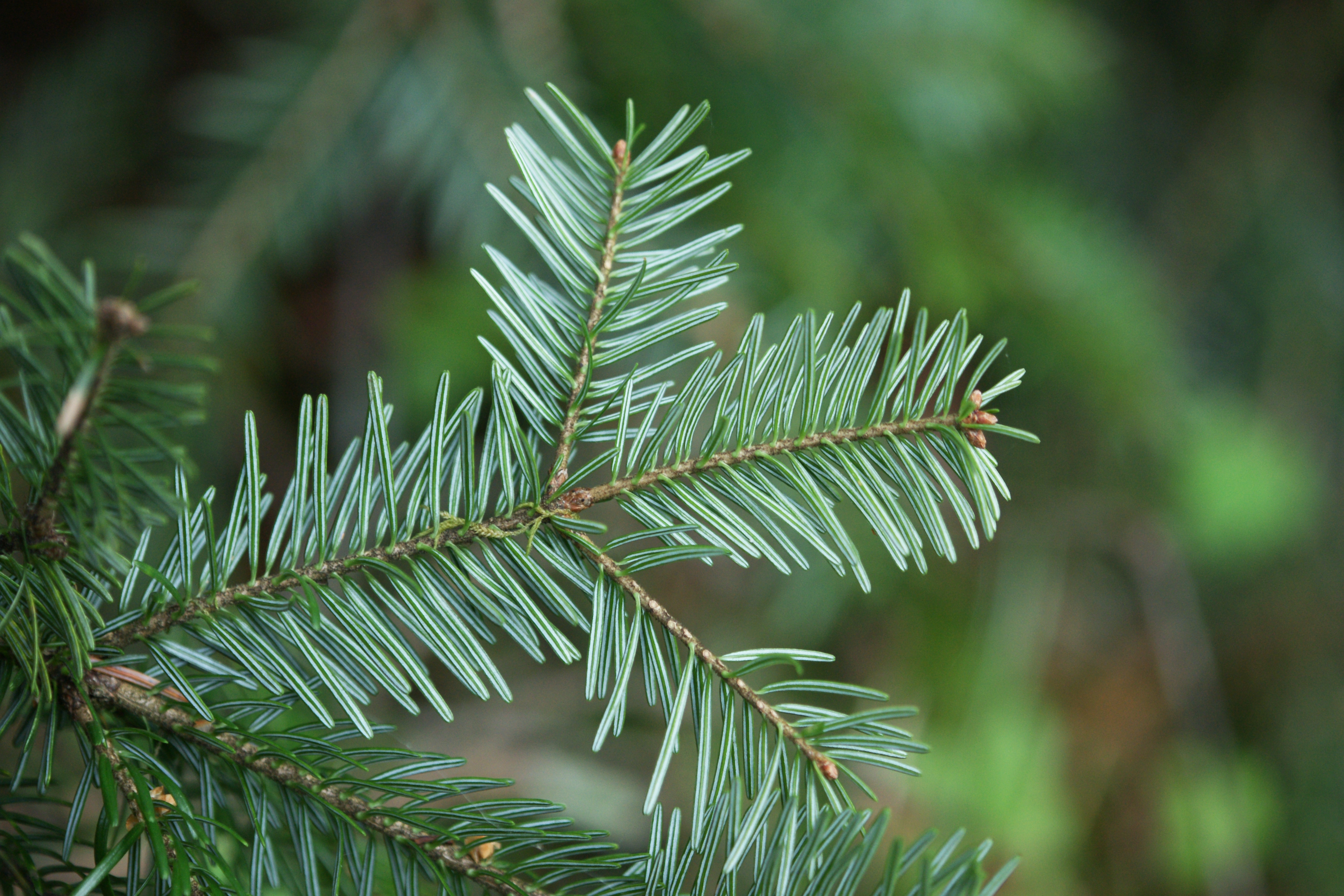 Bildergebnis für abies alba