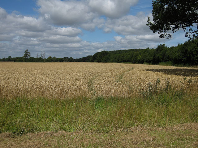 File:Almost ready for harvesting - geograph.org.uk - 1460986.jpg