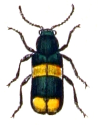 File:Anthocomus.fasciatus.-.calwer.27.24.jpg