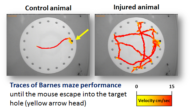 File:Barnes Maze Paths.png