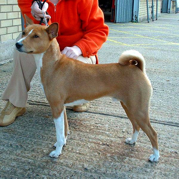 File:Basenji 600.jpg