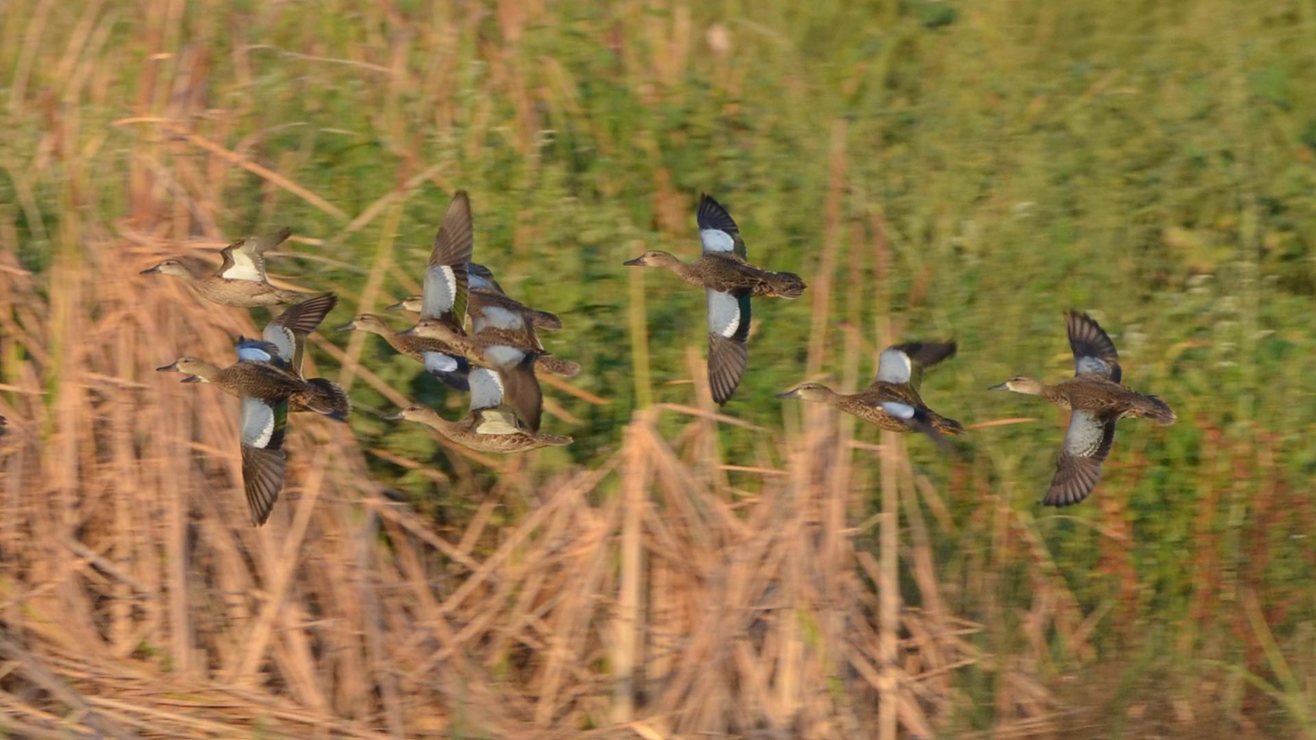 File:Blue-winged Teal (8456055187).jpg - Wikimedia Commons