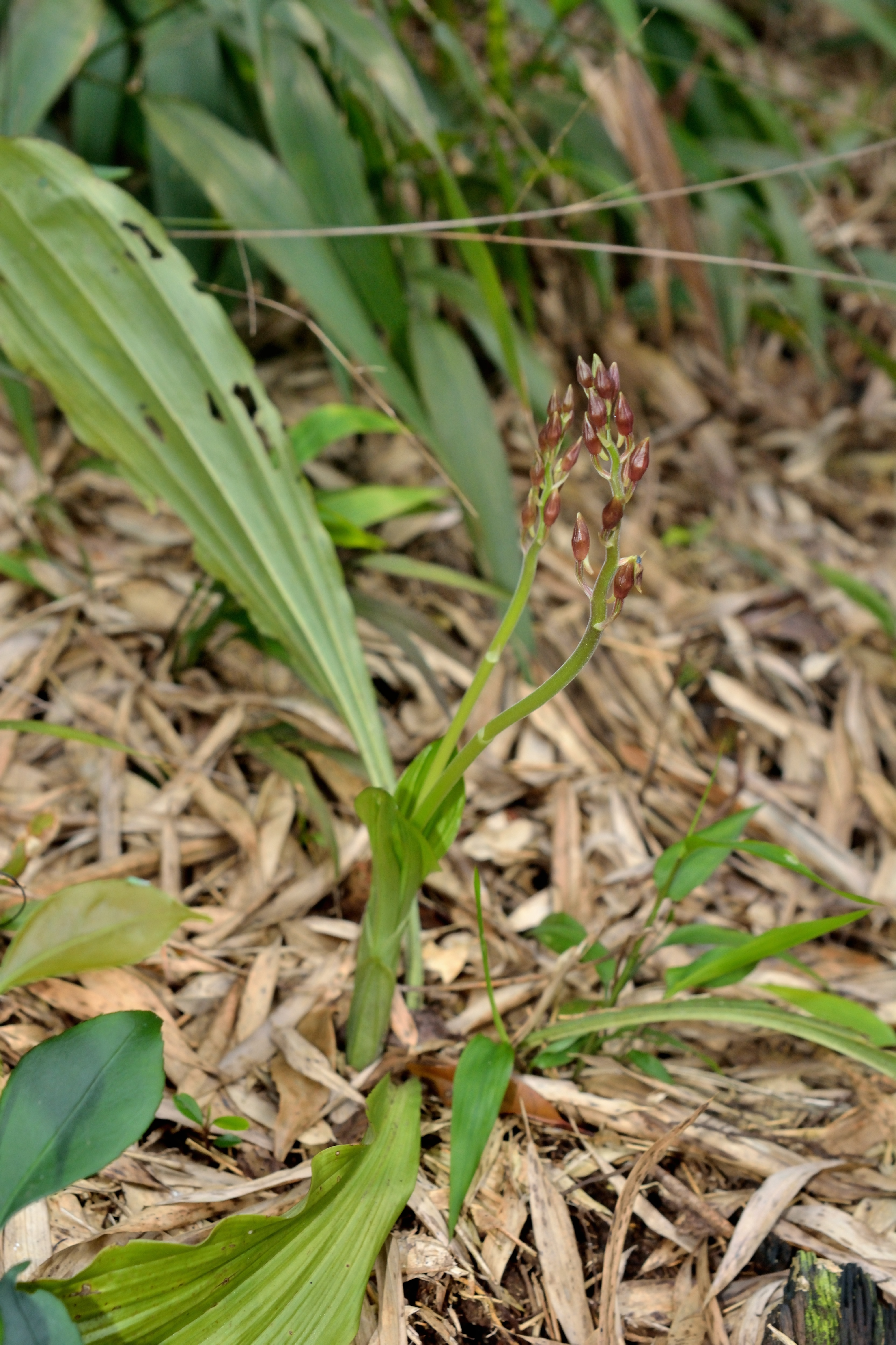 File Calanthe Graciliflora 細花根節蘭 纖花根節蘭 Jpg Wikimedia Commons