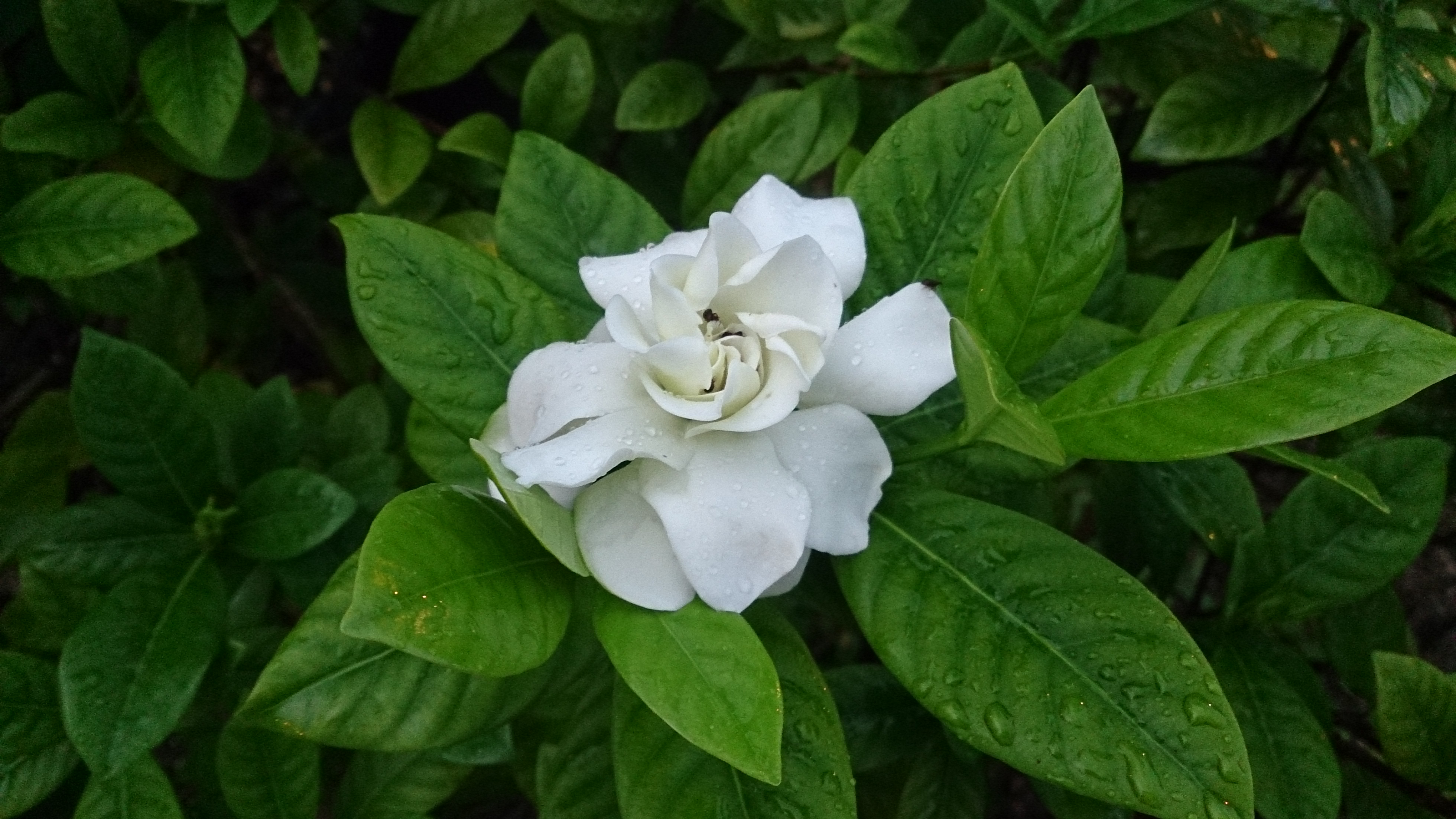 A white Gardenia jasminoides flower