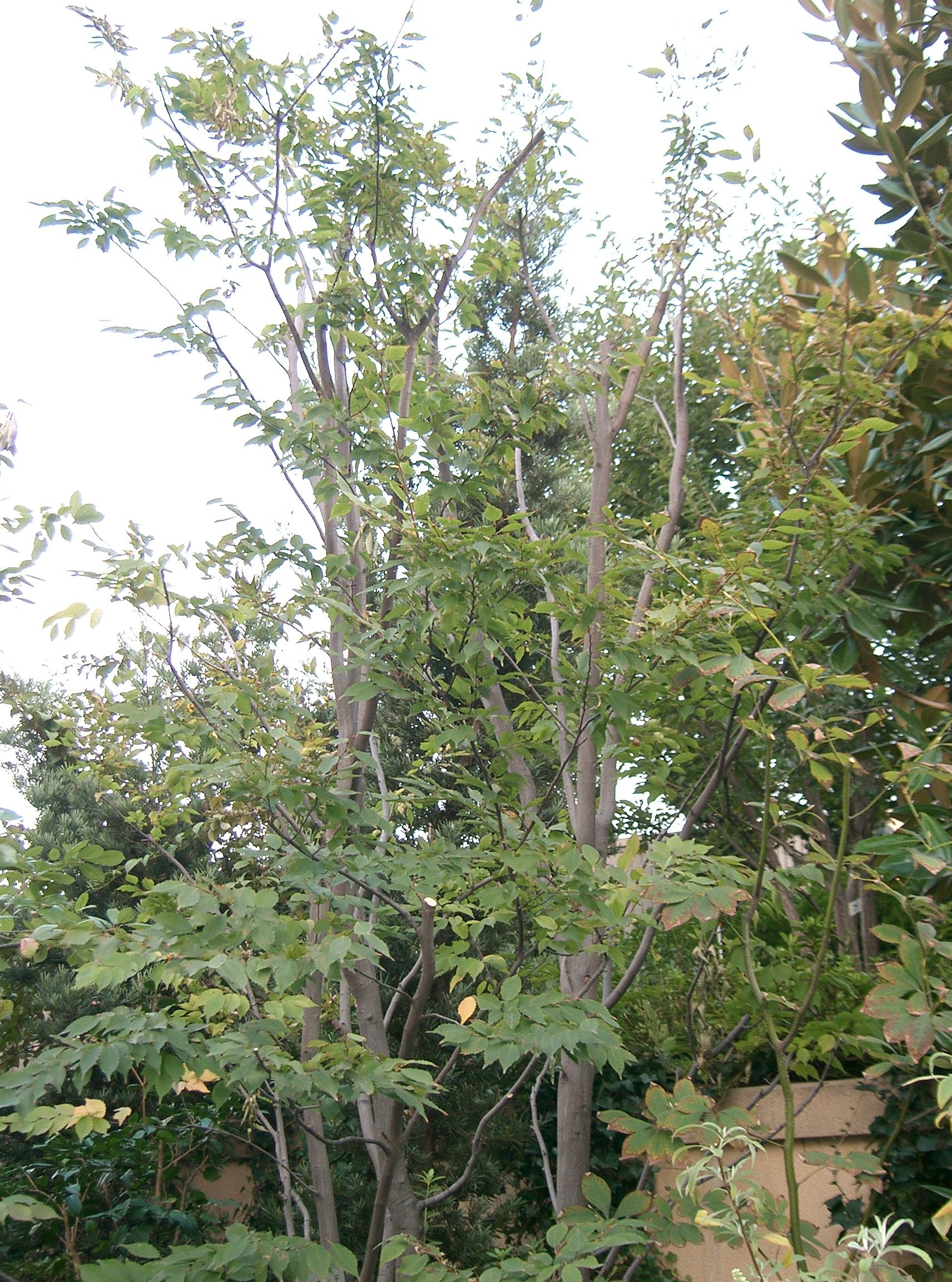 Carpinus laxiflora2.jpg