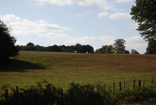 File:Cattle grazing, Ensfield Rd - geograph.org.uk - 1525606.jpg