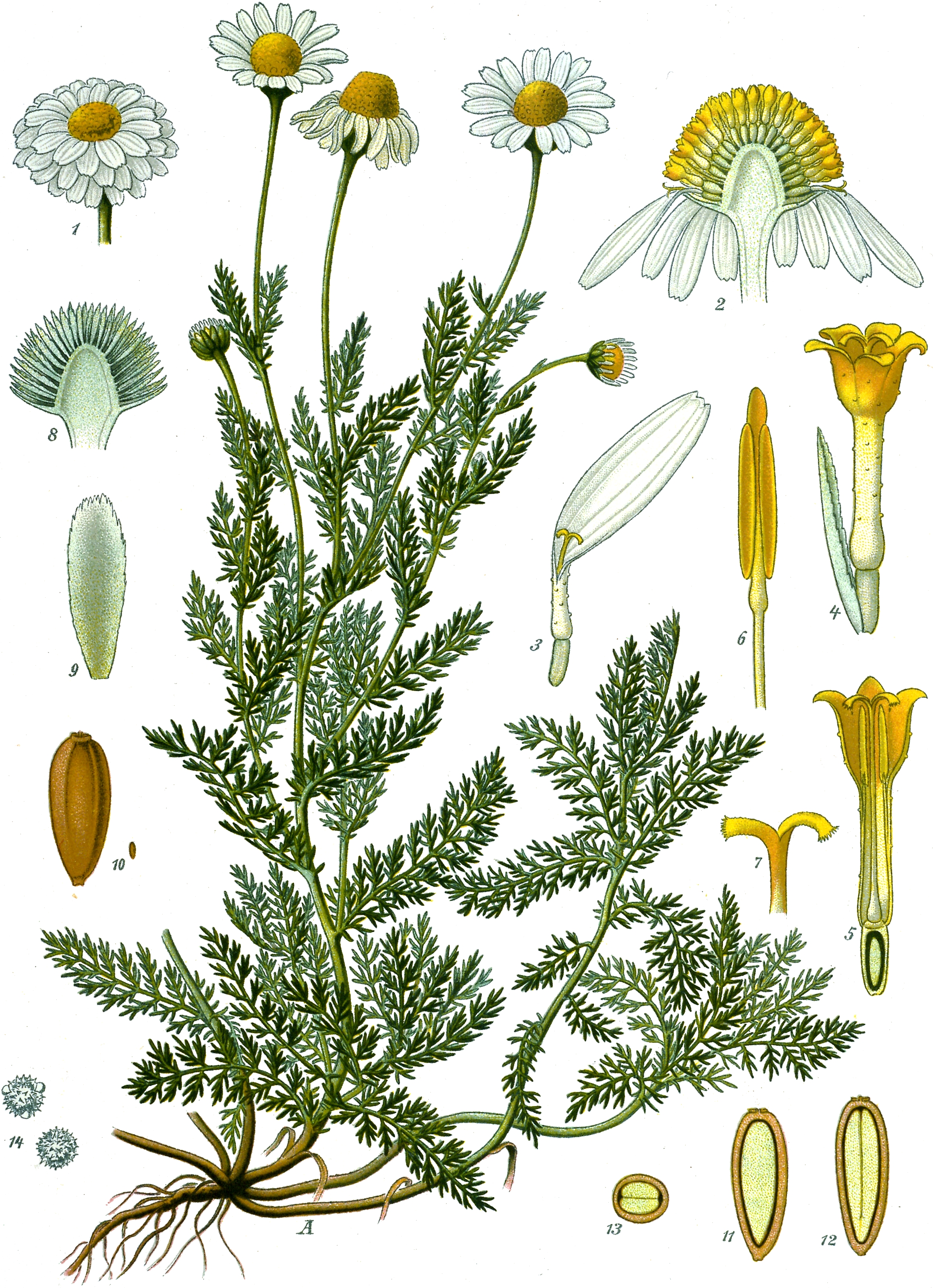 La Camomille romaine - l'Herbier du Diois : plantes aromatiques et