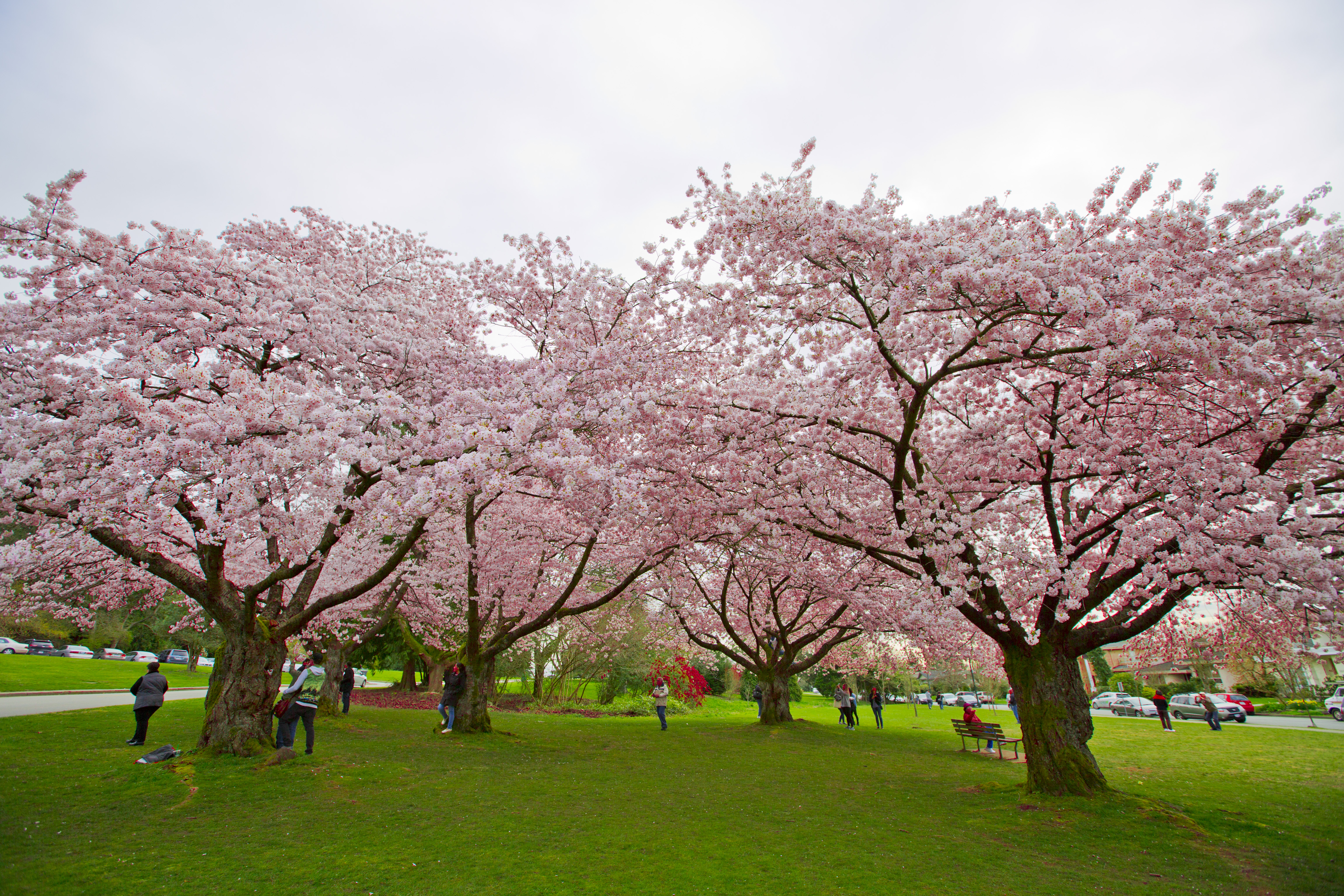 Elizabeth blossoming. Queen Elizabeth Park. Китайский Цветущий Prunus. Британская Колумбия Сакура. Ванкувер Канада Сакура.