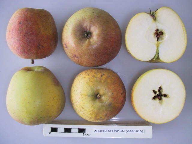 File:Cross section of Allington Pippin, National Fruit Collection (acc. 2000-016).jpg