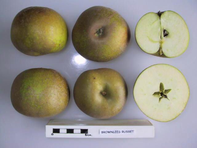 File:Cross section of Brownlees Russet, National Fruit Collection (acc. 1957-179).jpg