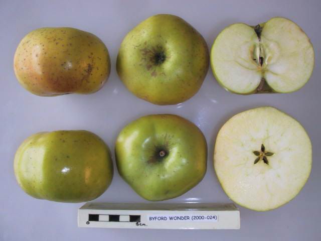File:Cross section of Byford Wonder, National Fruit Collection (acc. 2000-024).jpg
