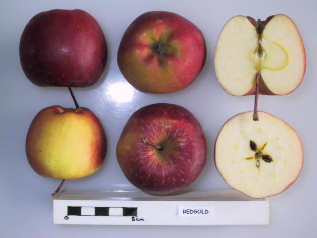 File:Cross section of Redgold, National Fruit Collection (acc. 1951-025).jpg