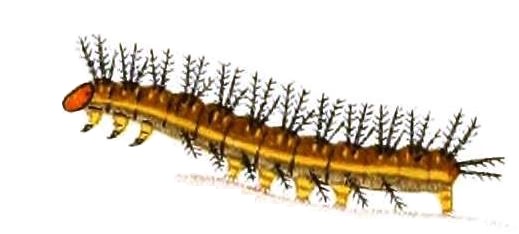 Caterpillar Oni, Ao Oni Wiki