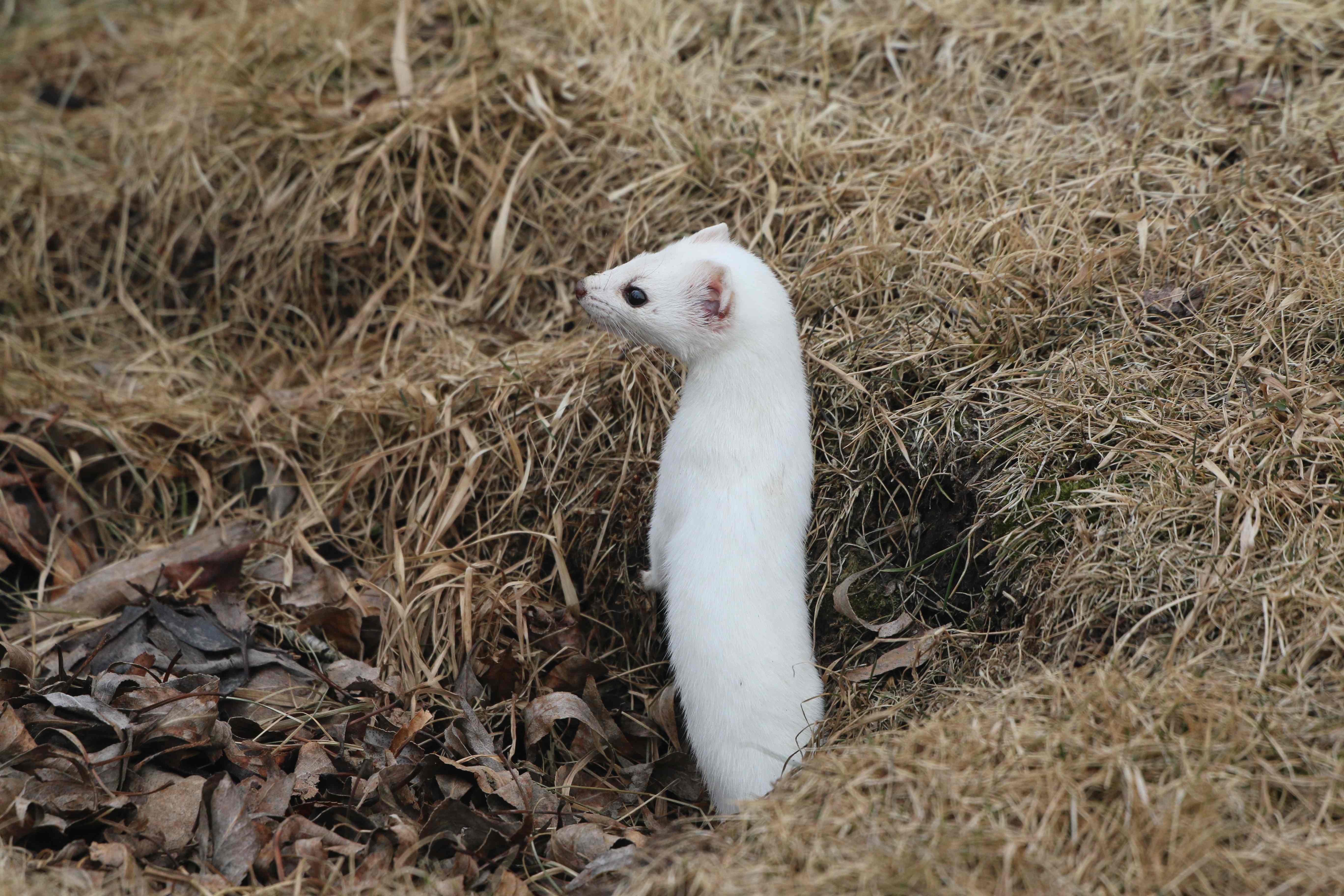 Eoan Ermine