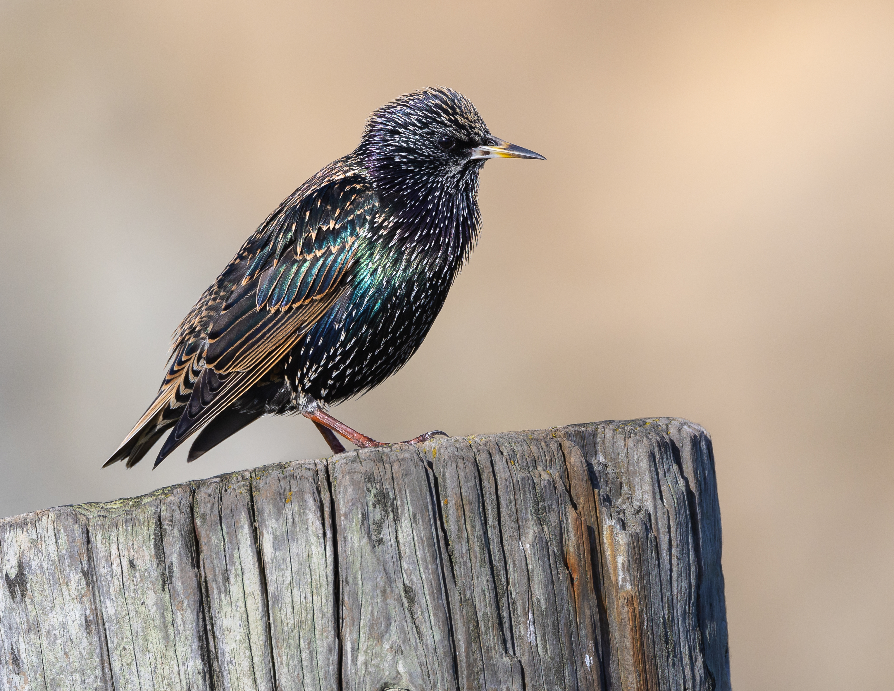 Common starling - Wikipedia