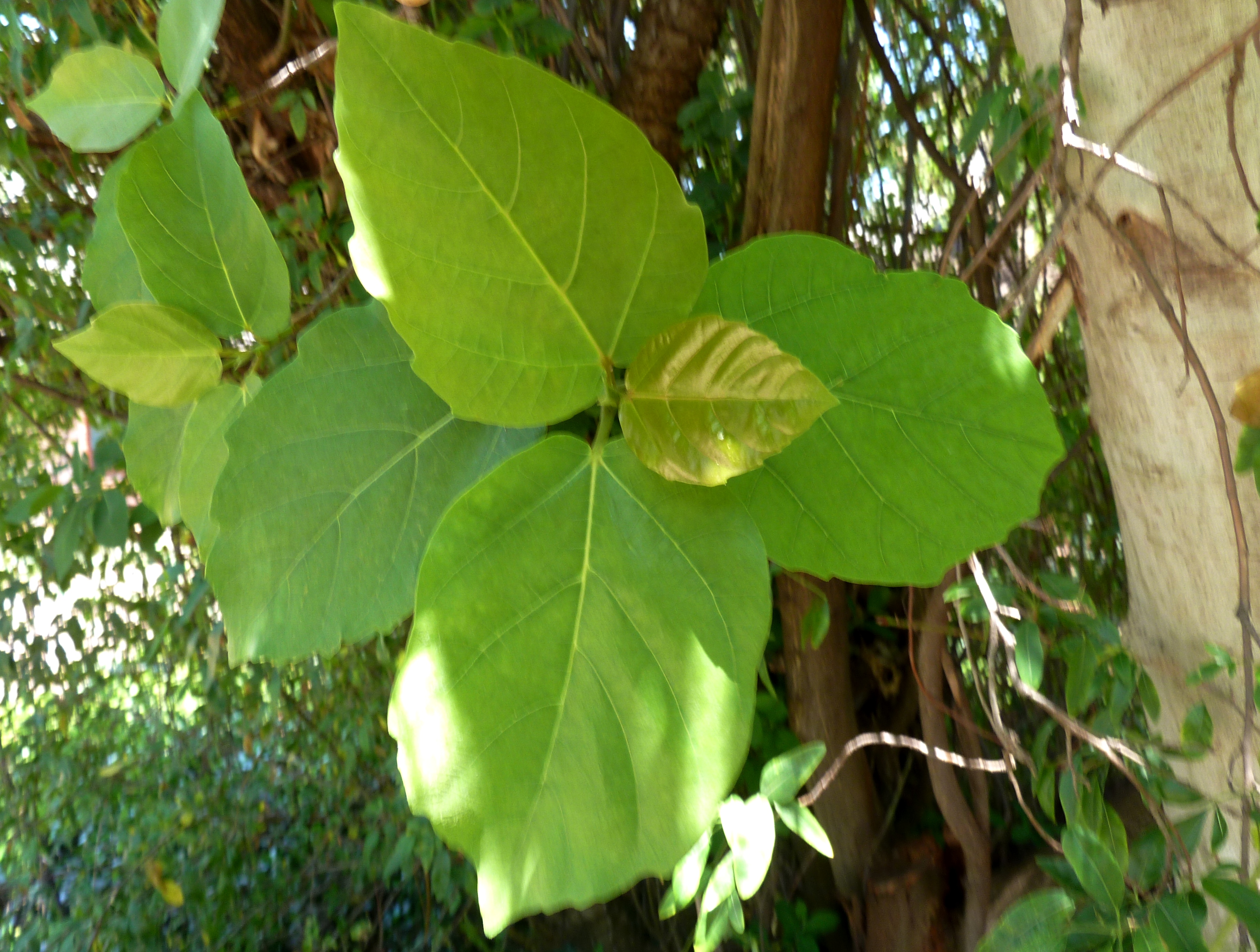 Ficus SP. Камбоджа