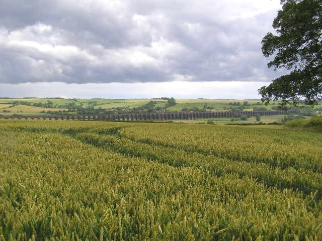 Field of Wheat, edge of Seaton village - geograph.org.uk - 484659