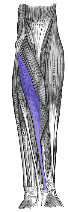 flexor carpi radialis muscle