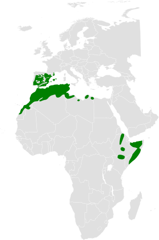 File:Galerida theklae distribution map.png