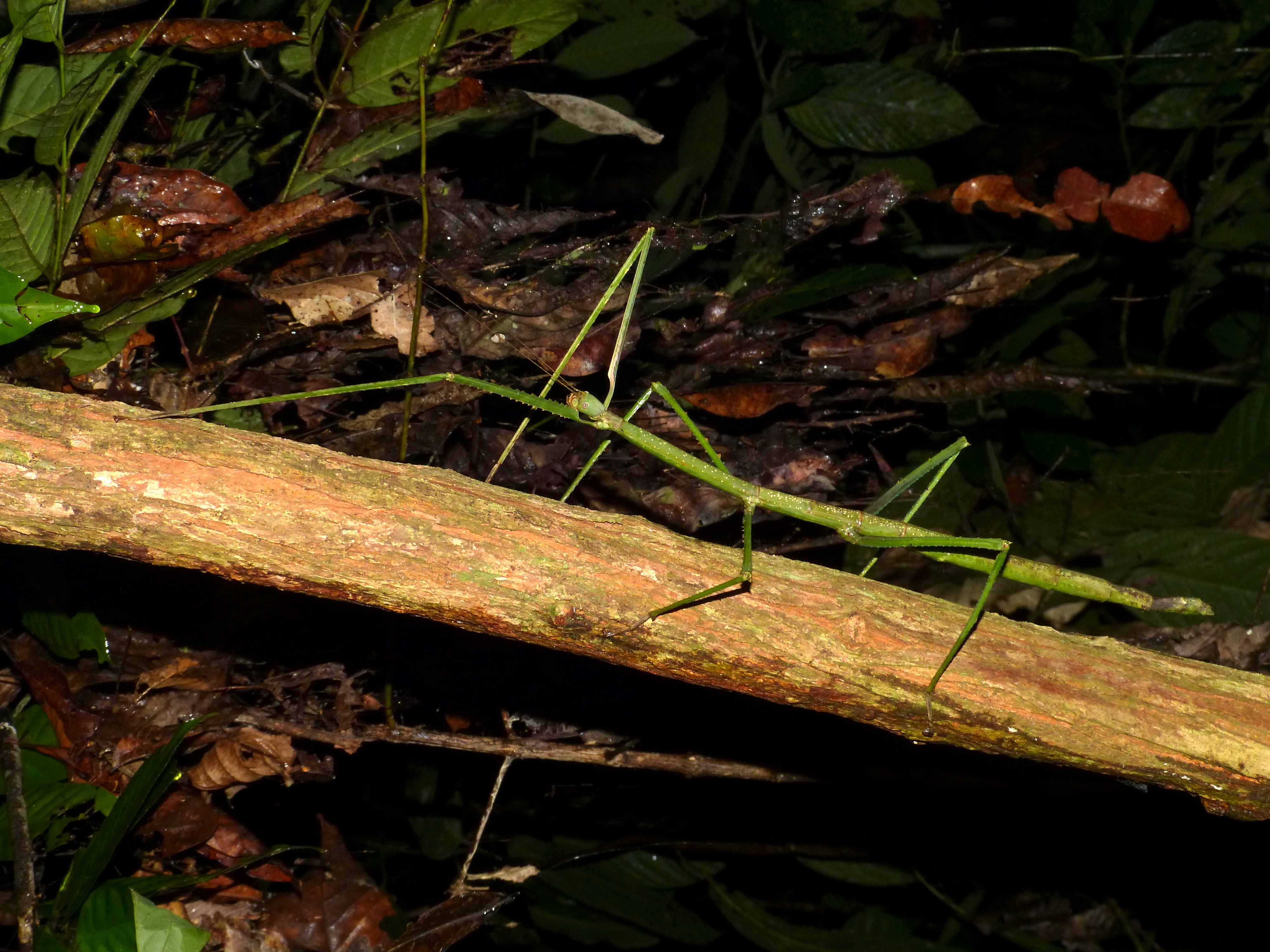 Giant Stick Insect (Phobaeticus serratipes) (8727669567).jpg