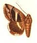 <i>Grammodes quaesita</i> Species of moth