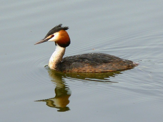 File:Great crested grebe, Coate Water, Swindon - geograph.org.uk - 402951.jpg