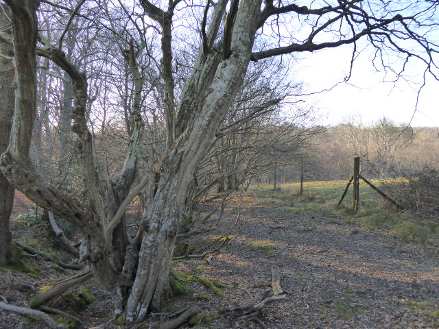 Heathfield Park SSSI