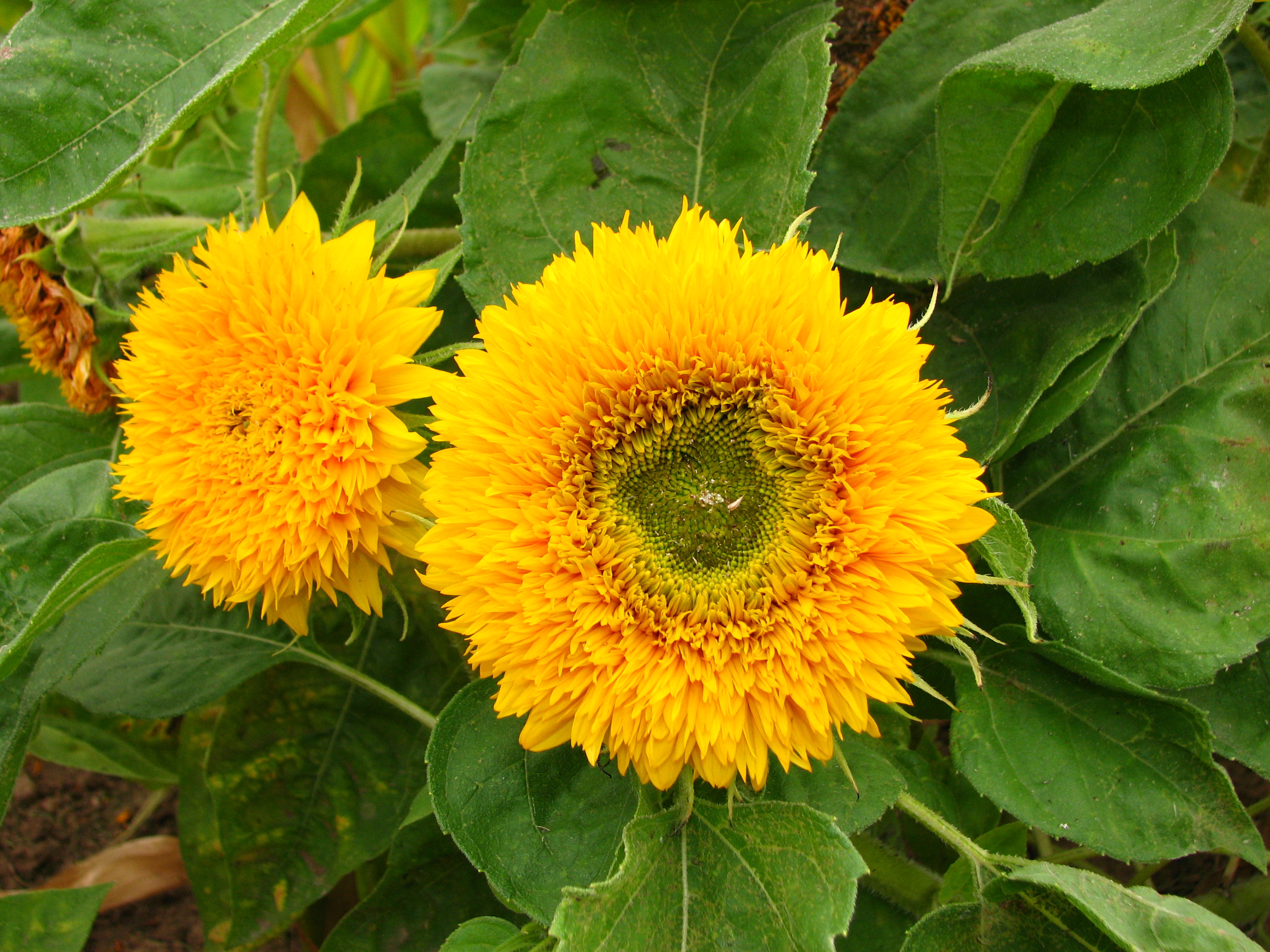 Sunflower (PvZ H), Wiki