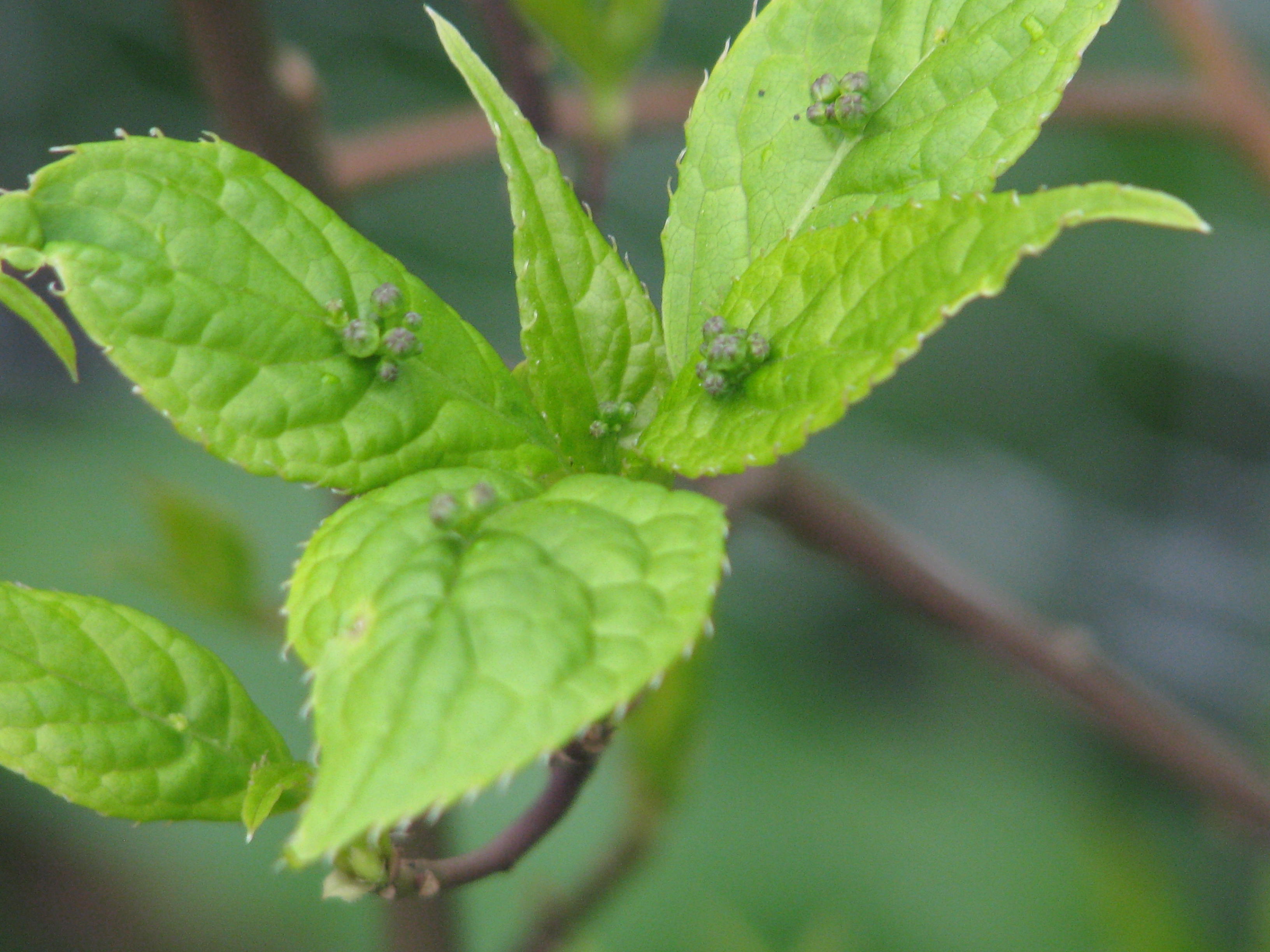 Helwingia japonica (13543600215).jpg