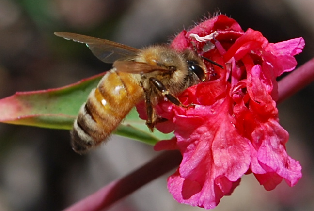 File:Honeybee1.JPG