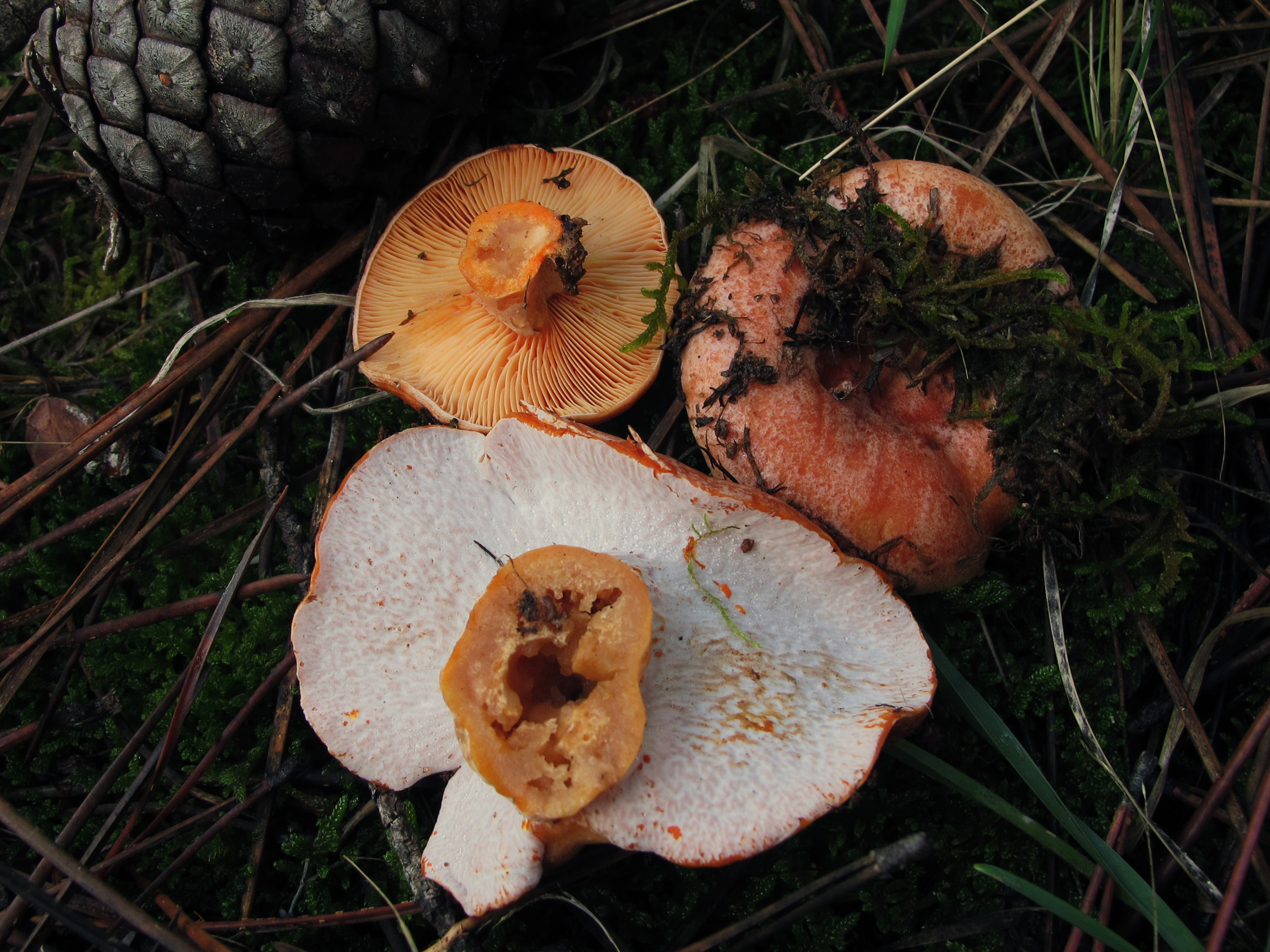 Hypomyces lateritius