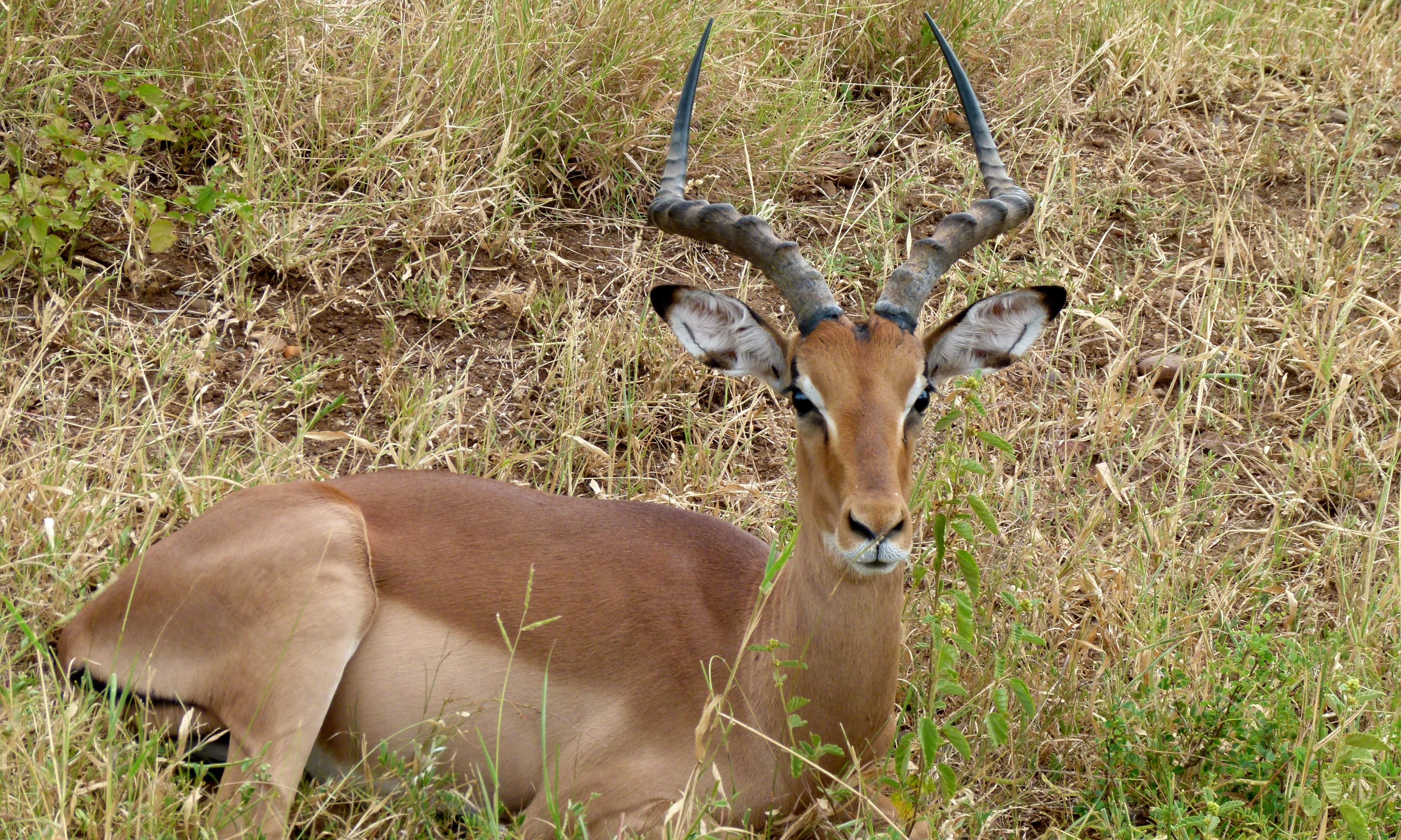 Impala (Aepyceros melampus) (6021687341).jpg