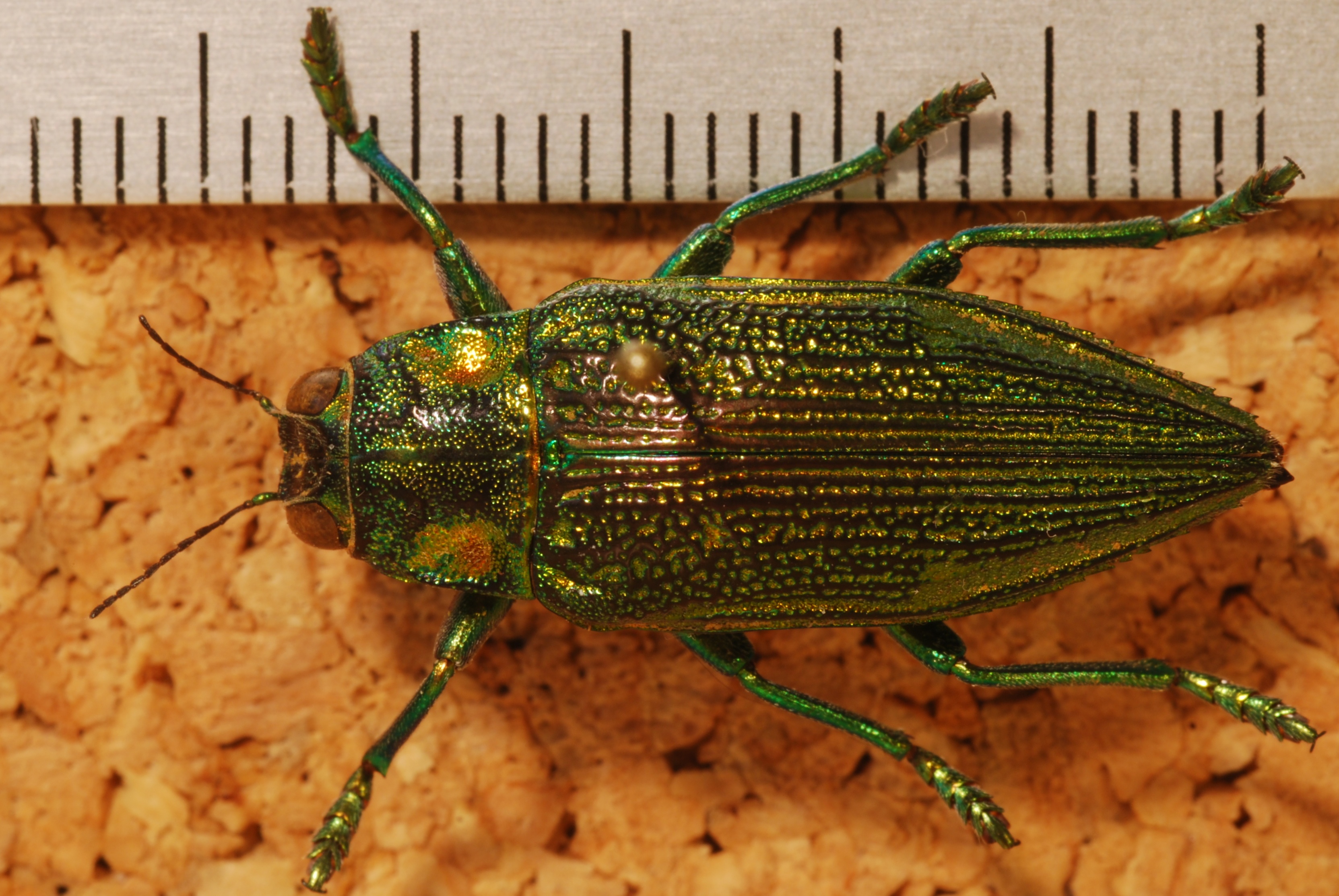 Jewel Beetle (Chrysodema radians) (8272737722).jpg