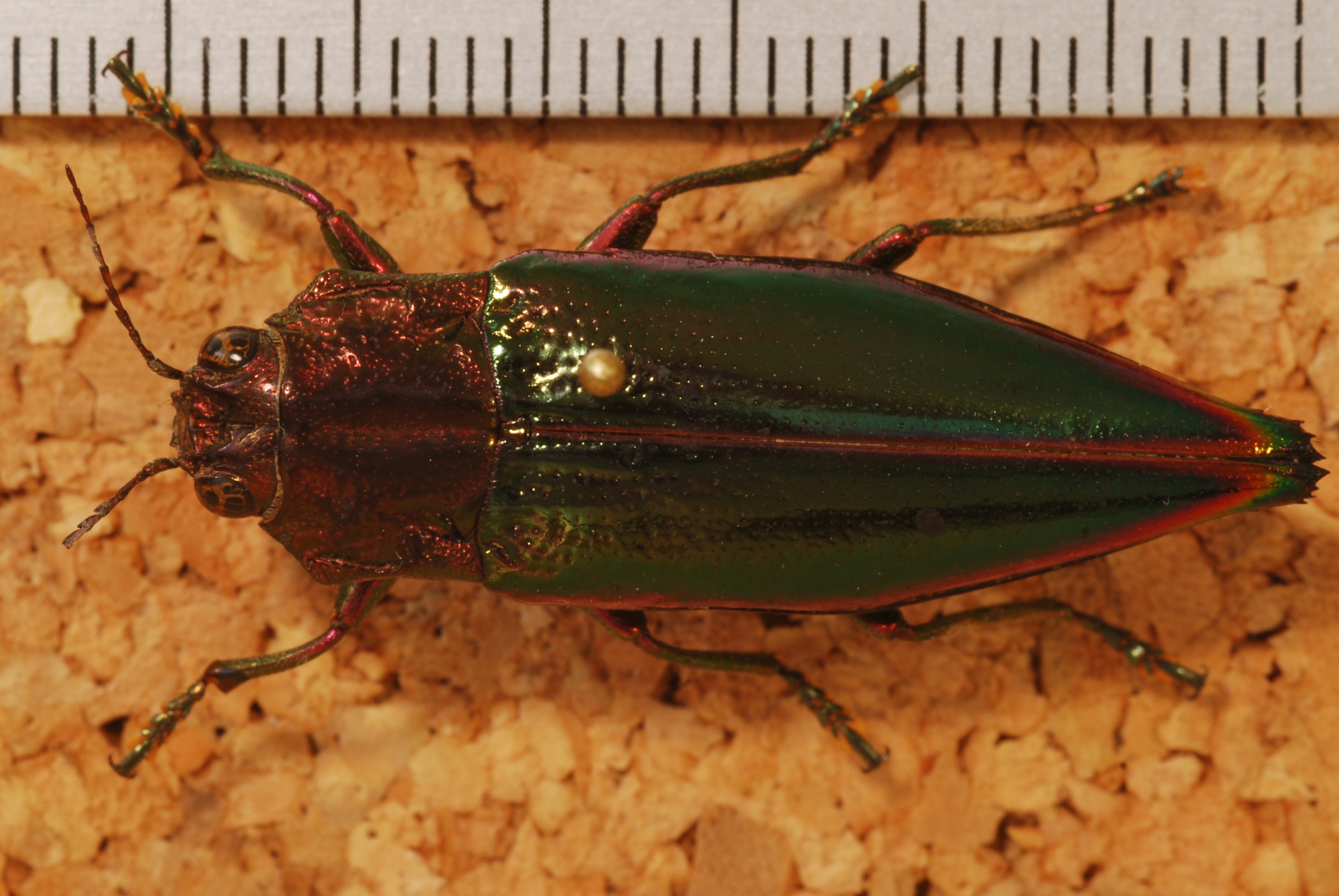 Jewel Beetle (Cyphogastra angulicollis) (8247316505).jpg