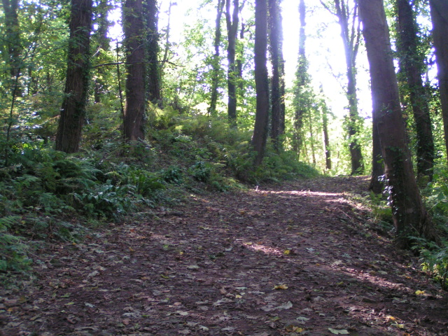 File:Killerton woods - geograph.org.uk - 966024.jpg