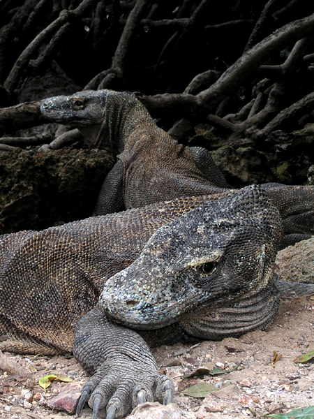 File:Komodo dragon Nick Hobgood.jpg