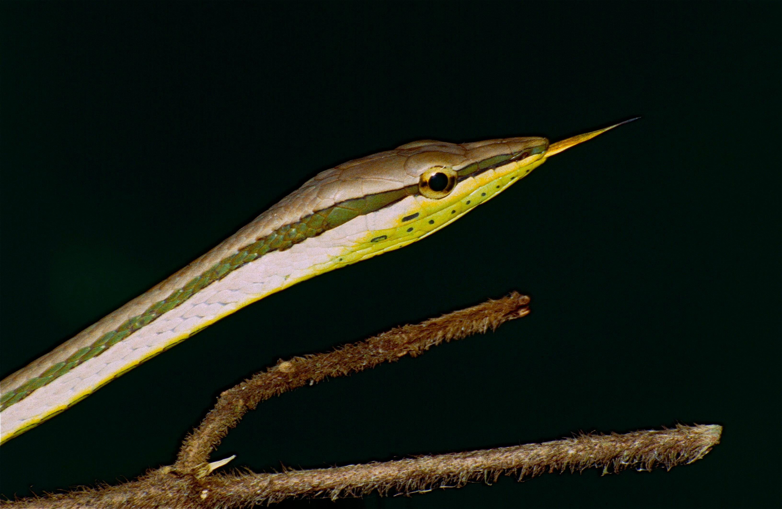 Lance-headed Vine Snake (Xenoxybelis argenteus) (10650266413).jpg