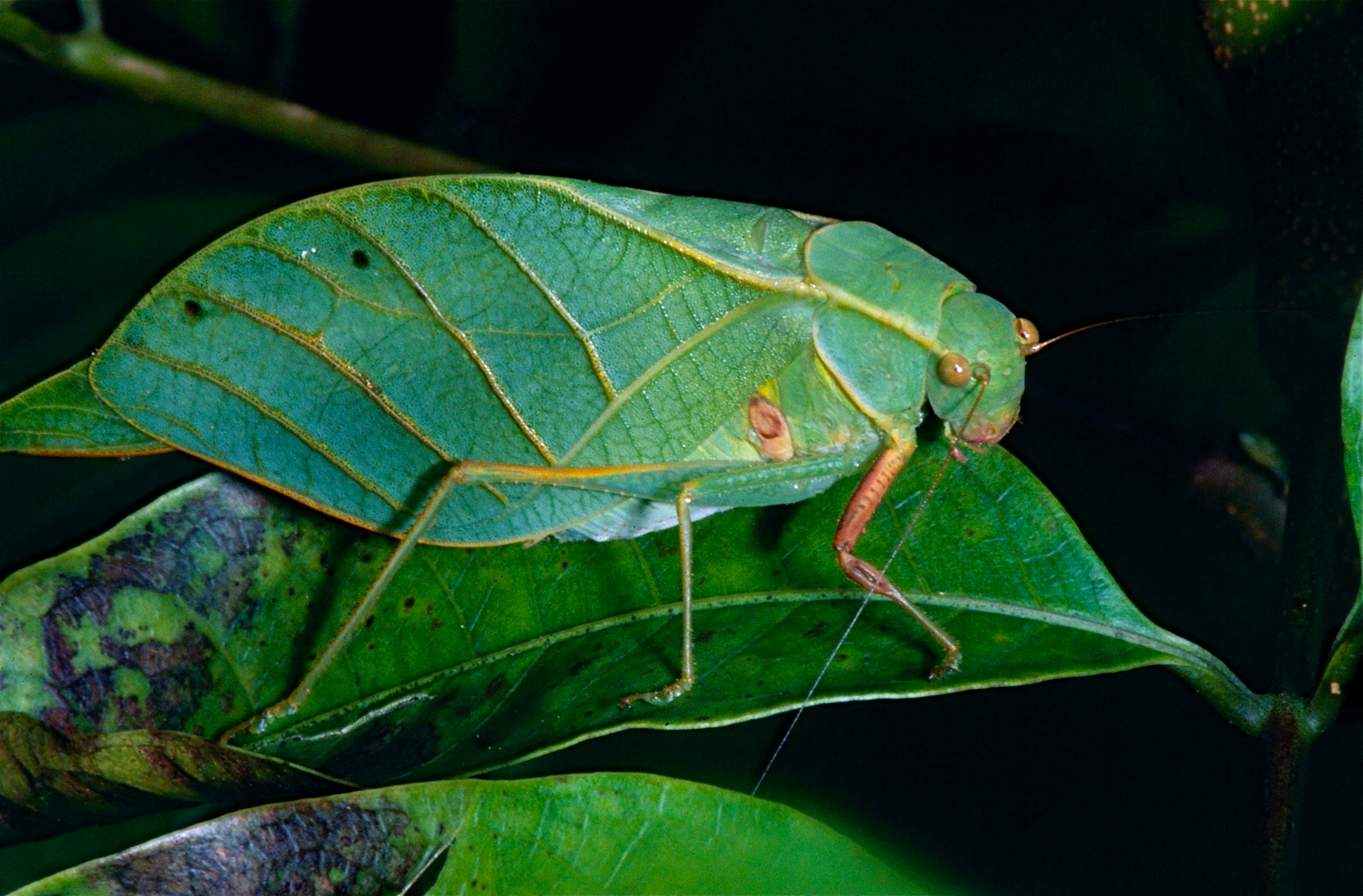 Leaf Katydid (Tettigoniidae) (13927516687).jpg