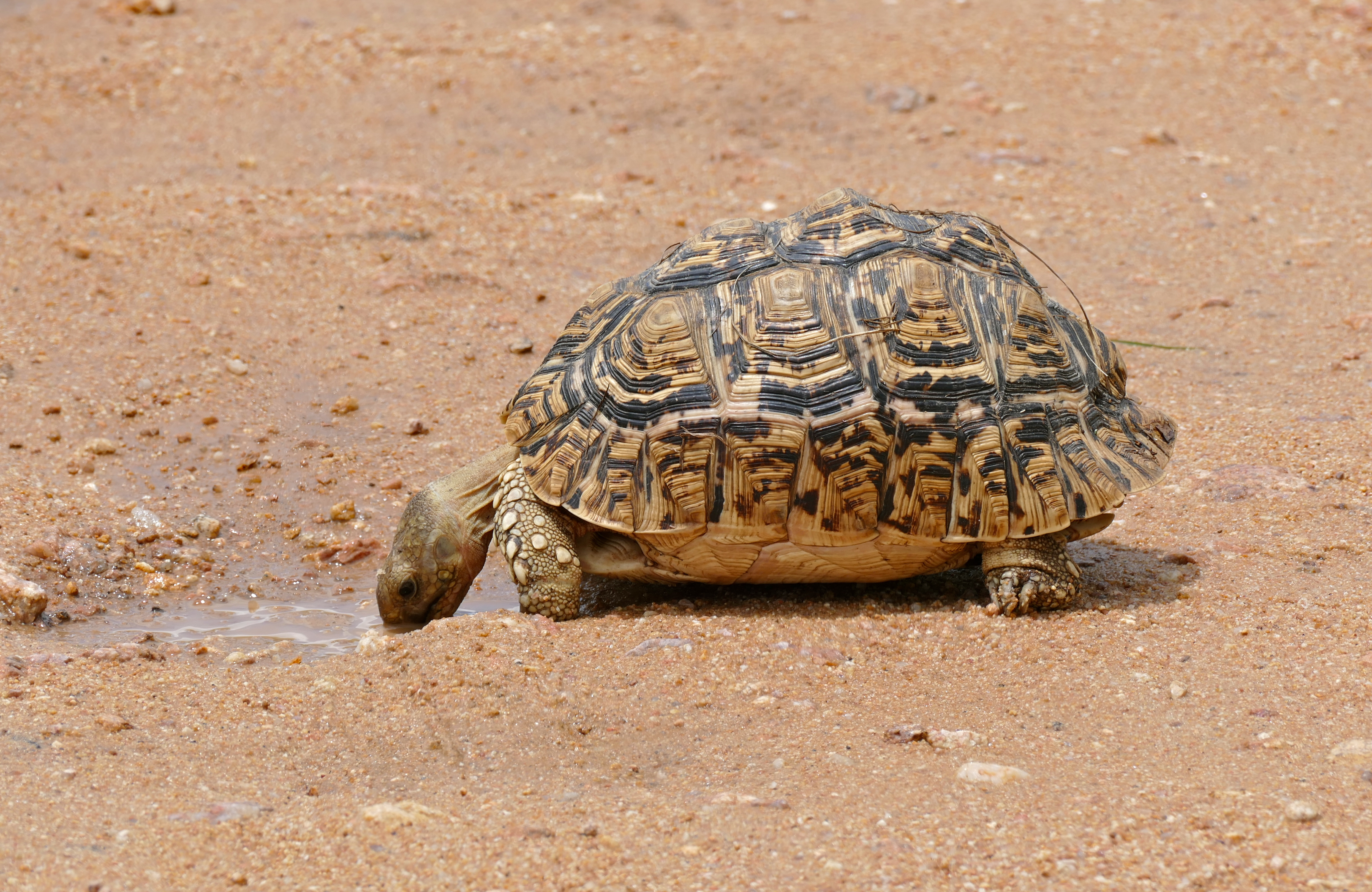 Leopard Tortoise (Stigmochelys pardalis) drinking after the rain (16323454160).jpg