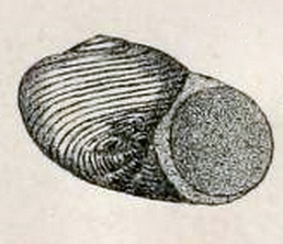 <i>Leucorhynchia lirata</i> Species of gastropod