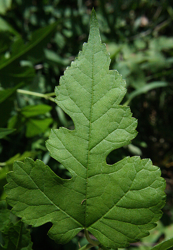 File:Morus alba Augusta, Michigan.jpg