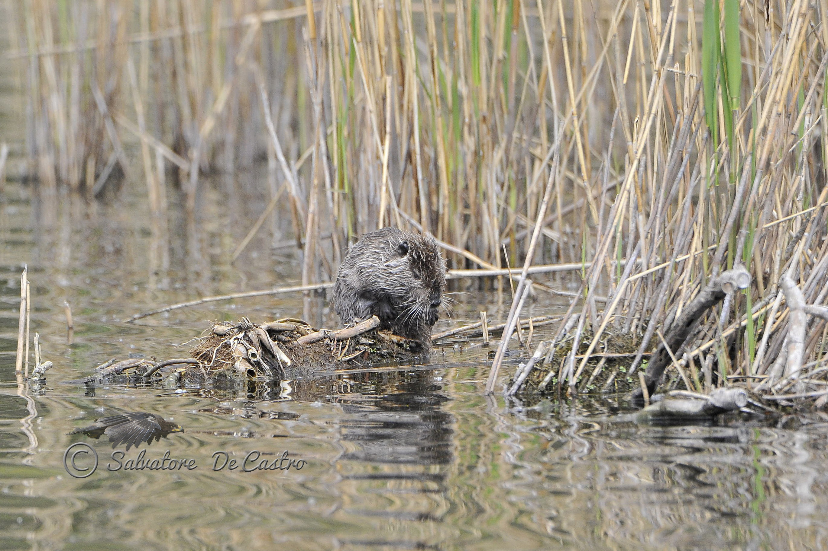 Cuanto tiempo vive una nutria