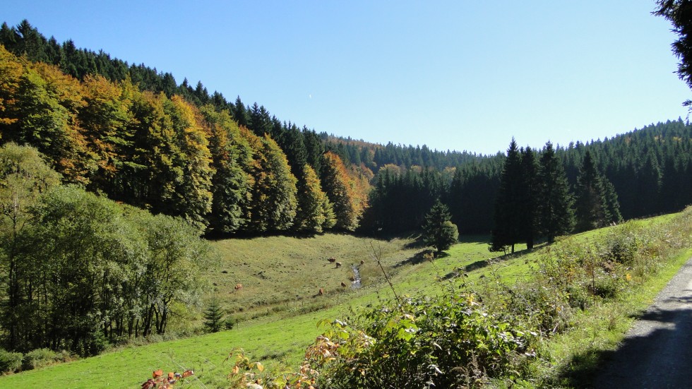 Леса люксембурга фото