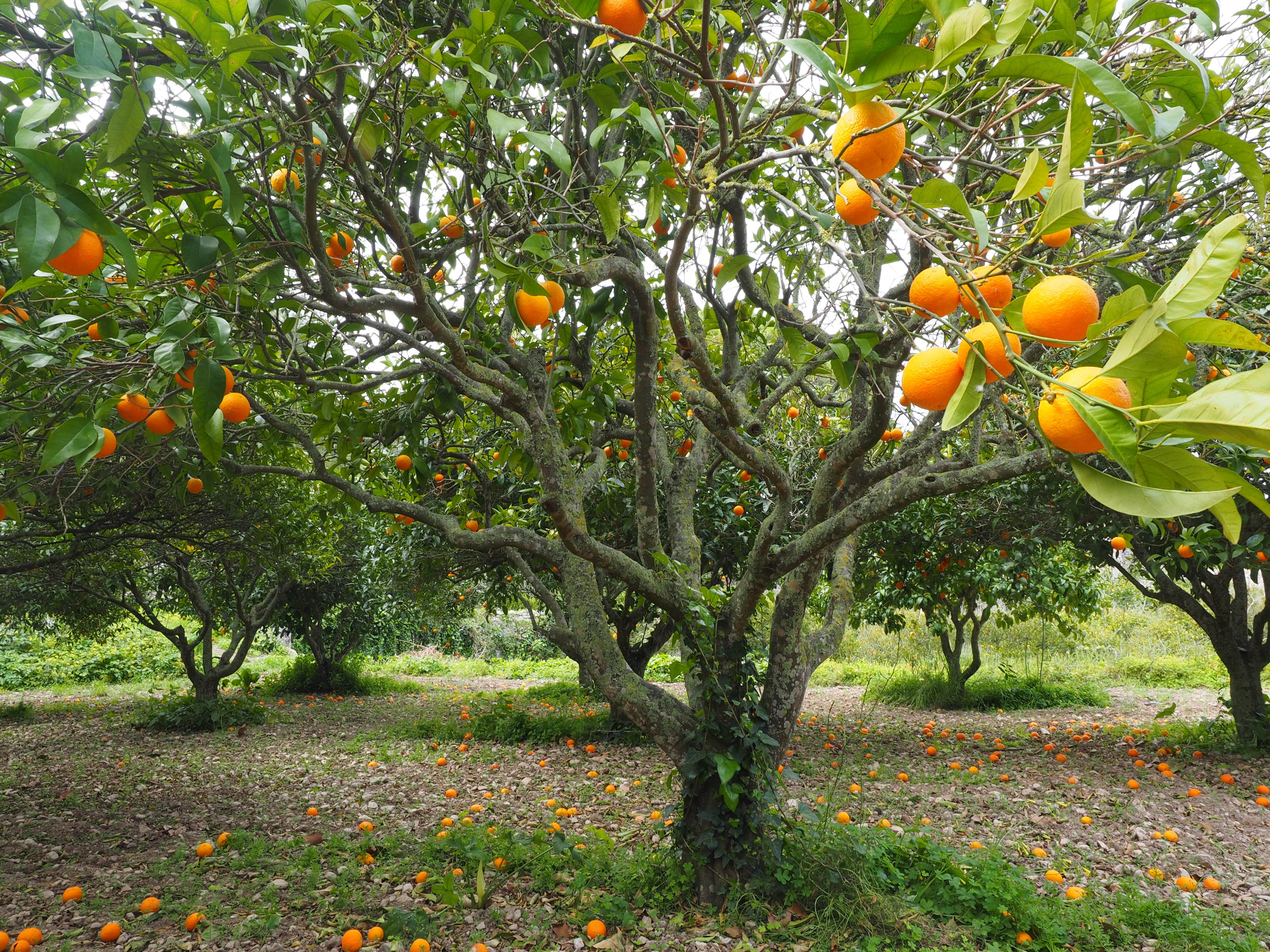 картинки фруктовых деревьев