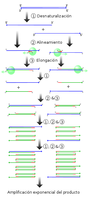 File Pcr Es Png Wikimedia Commons