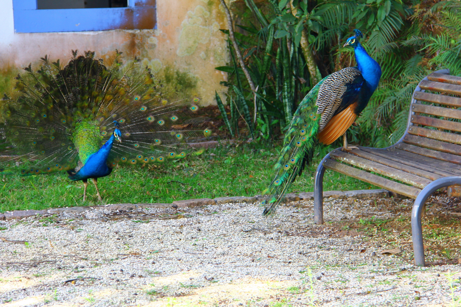 Peacocks in Parque Ecológico, Campinas