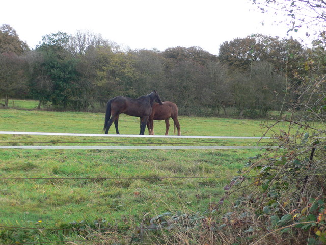 File:Peckforton Horses - geograph.org.uk - 1561556.jpg